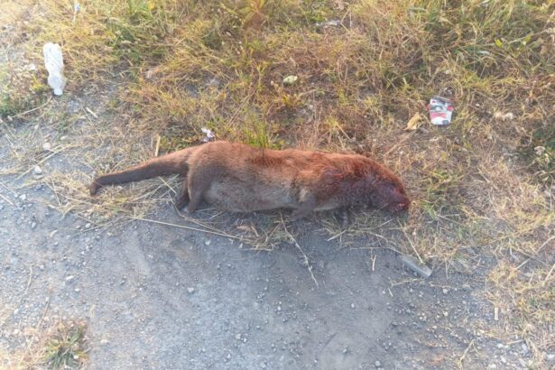 Eboli, lontra morta