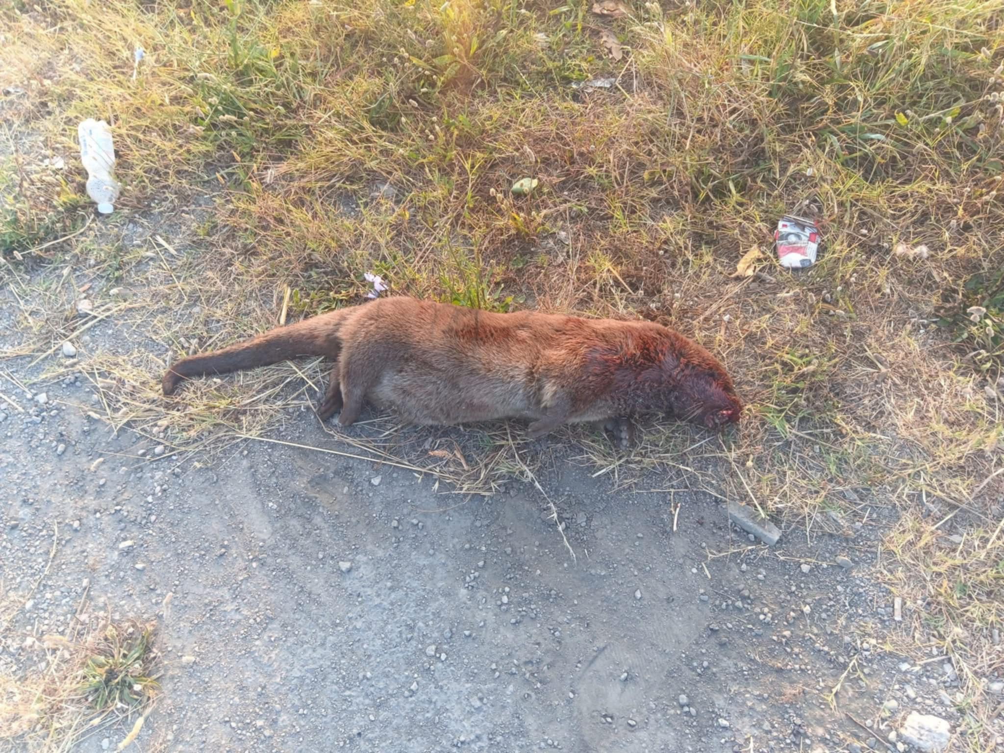 Eboli, lontra morta