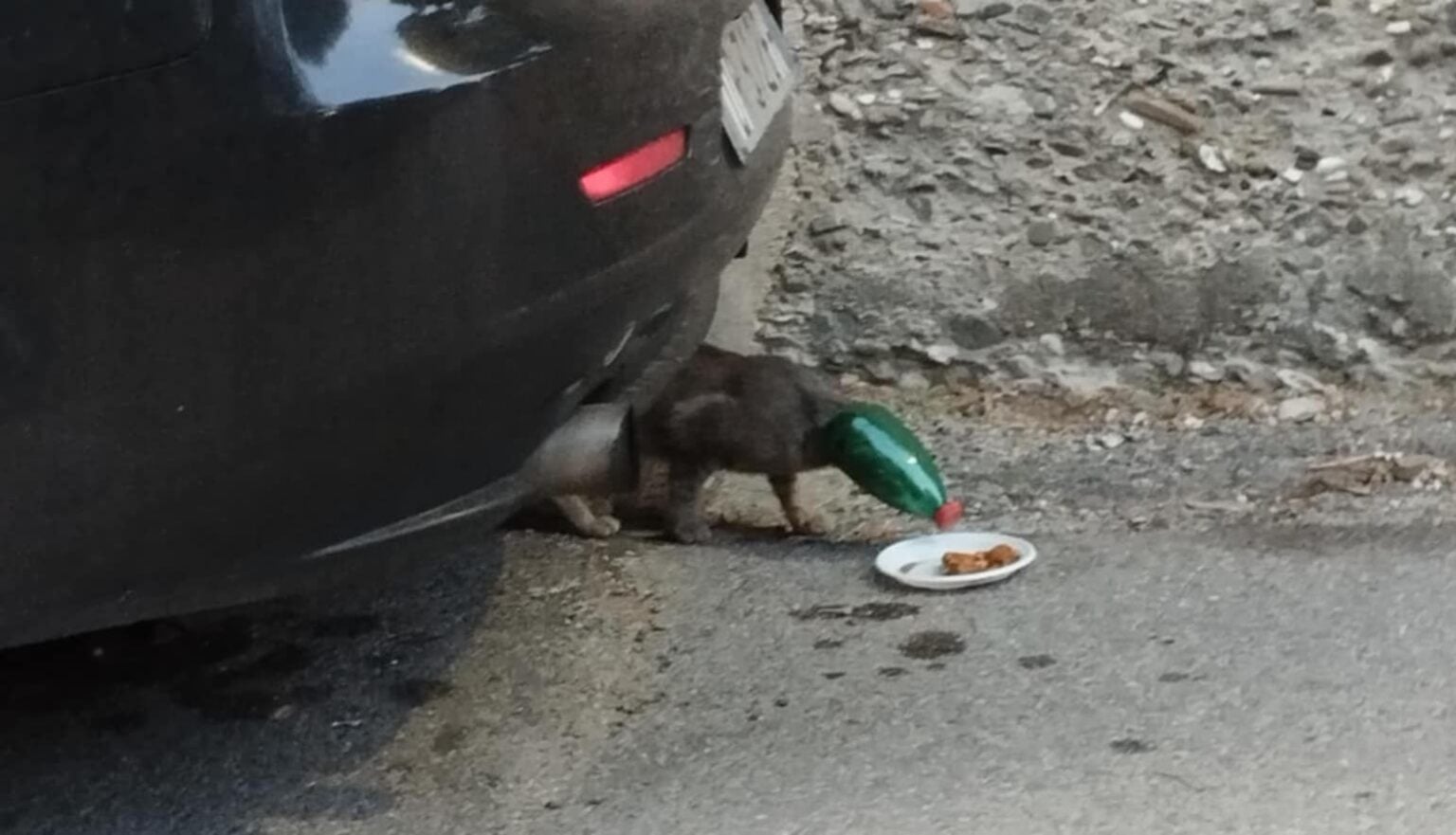 Ascea, gattino incastrato