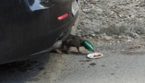 Ascea, gattino incastrato