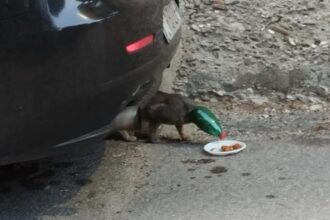 Ascea, gattino incastrato