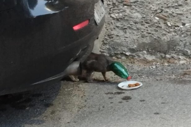 Ascea, gattino incastrato