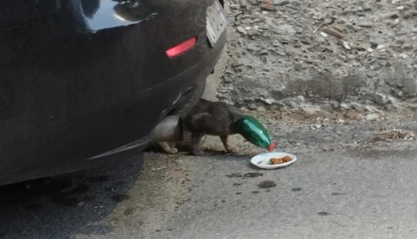 Ascea, gattino incastrato