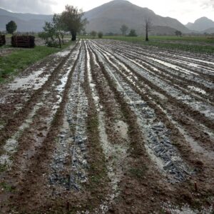 Vallo di Diano, danni agricoltura