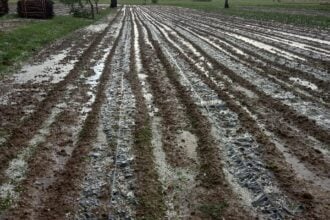 Vallo di Diano, danni agricoltura