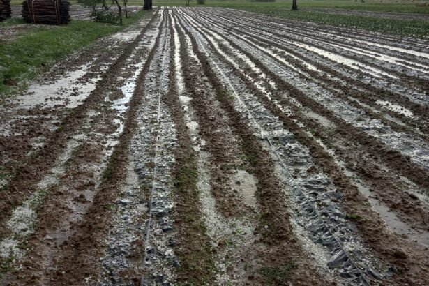 Vallo di Diano, danni agricoltura