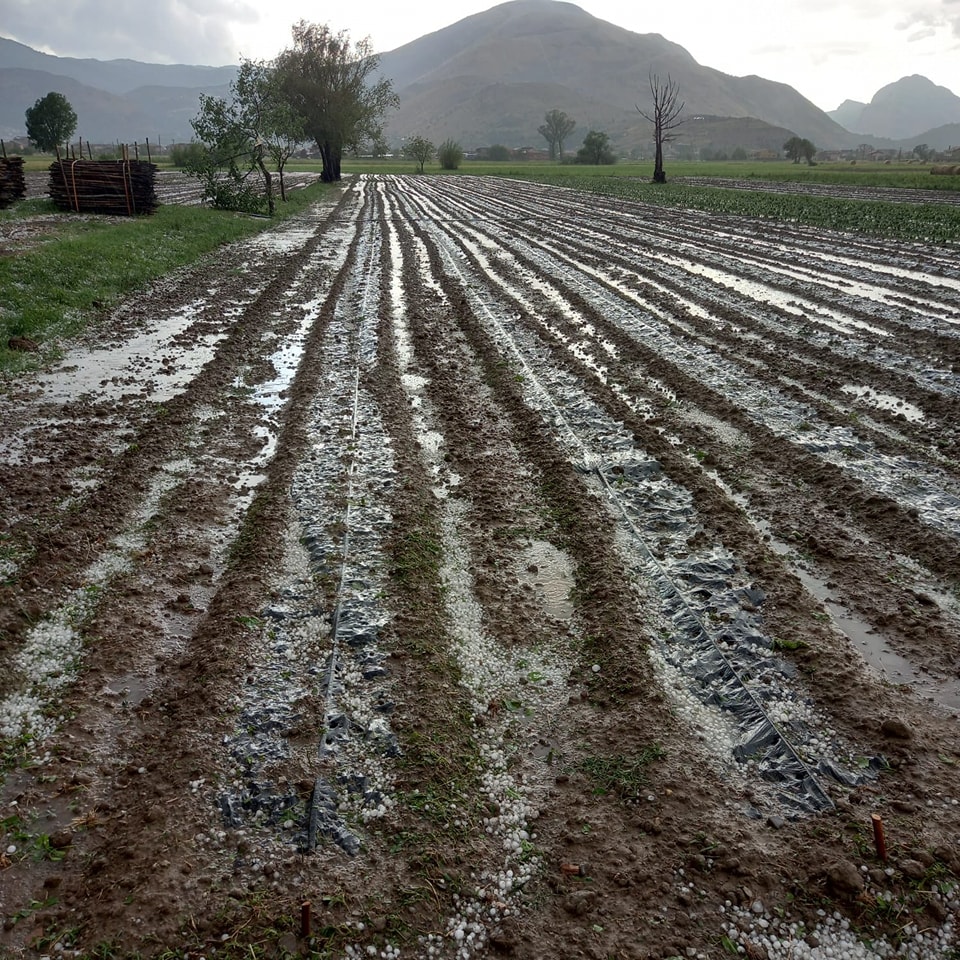 Vallo di Diano, danni agricoltura