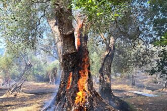 Auletta, incendio uliveto