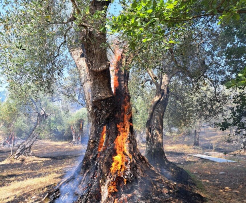 Auletta, incendio uliveto