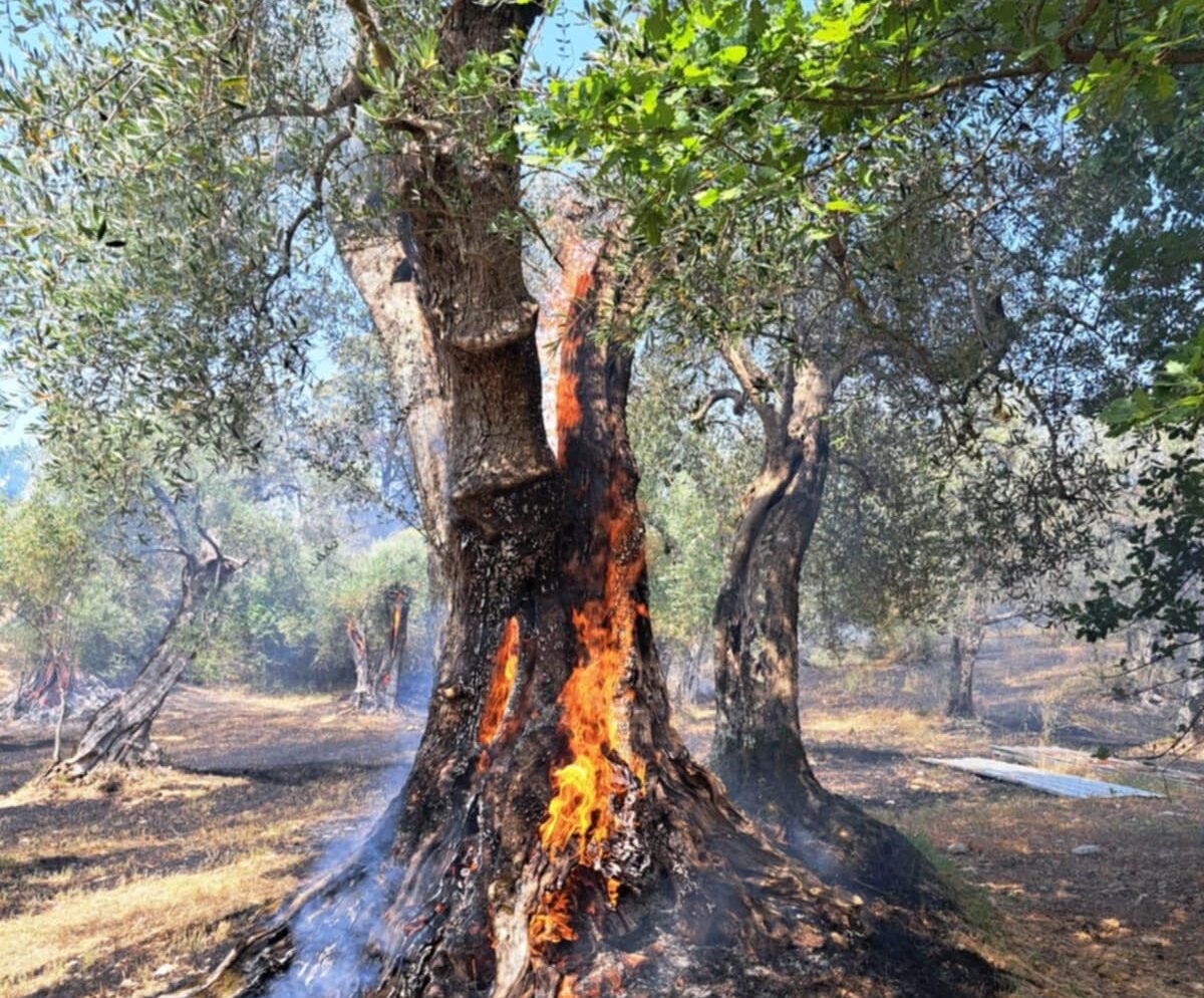 Auletta, incendio uliveto