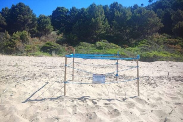 Montecorice nido caretta caretta