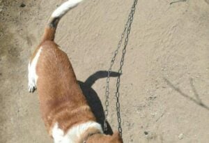 Cani