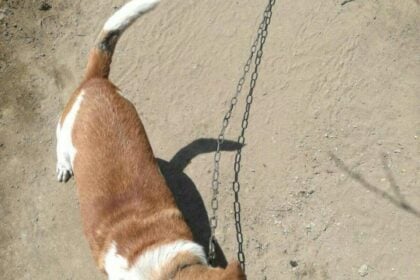 Cani