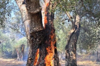 Auletta, incendio uliveto