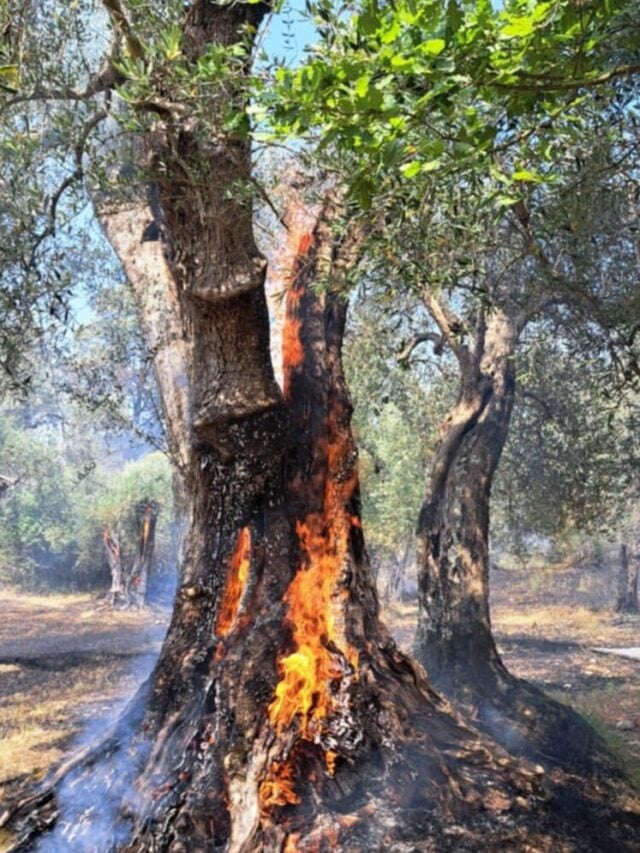 Incendi in Cilento, arrestato piromane