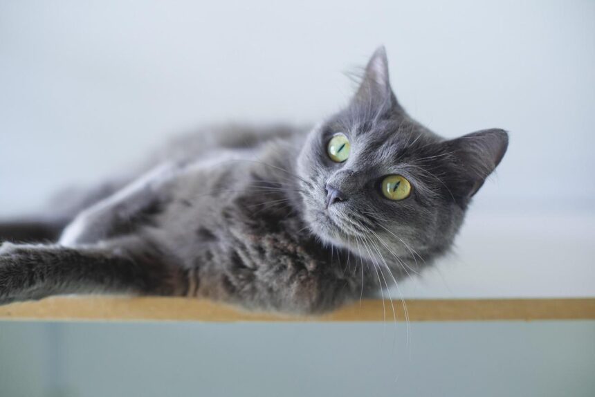 Gatto