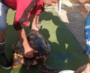 Tartaruga salavata