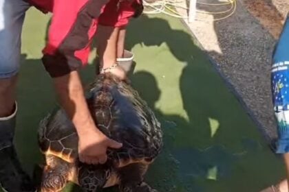 Tartaruga salavata