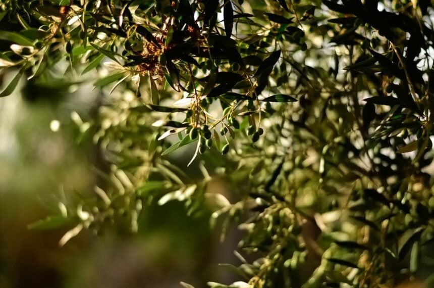 Olive