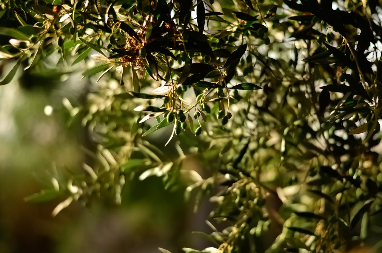 Olive