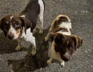 Sessa Cilento, cagnoline