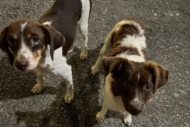 Sessa Cilento, cagnoline