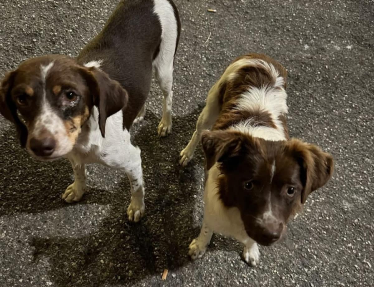 Sessa Cilento, cagnoline