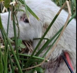 Sicignano, cane ferito