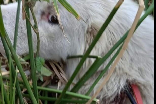 Sicignano, cane ferito