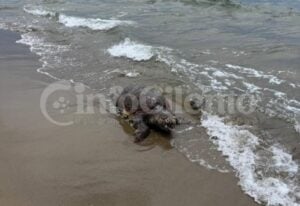 Capaccio, esemplare caretta caretta morto