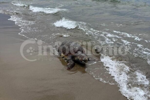 Capaccio, esemplare caretta caretta morto