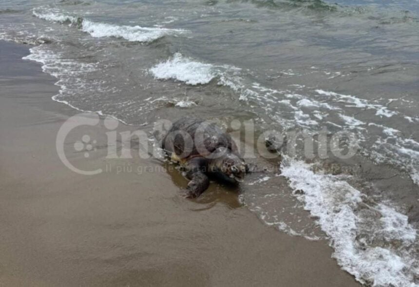 Capaccio, esemplare caretta caretta morto