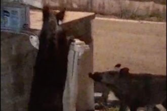 Castellabate,. cinghiali