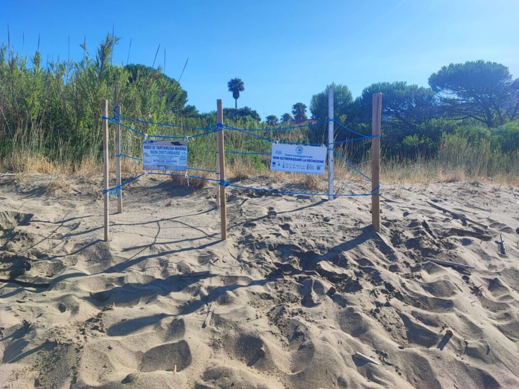 Castellabate, nido caretta caretta