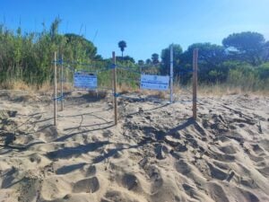 Castellabate, nido caretta caretta