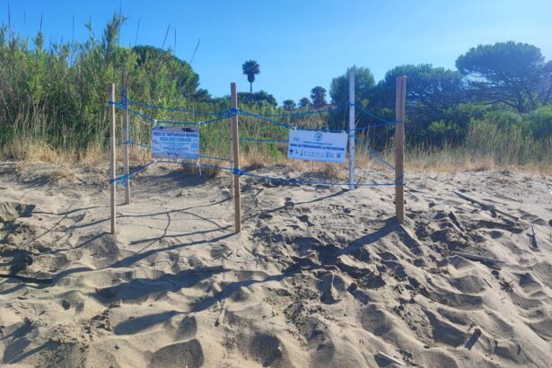 Castellabate, nido caretta caretta