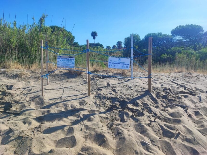 Castellabate, nido caretta caretta
