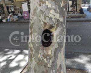 Eboli, albero alto fusto