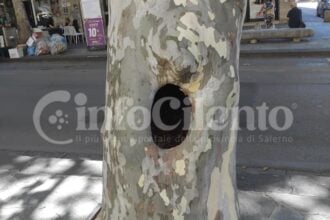 Eboli, albero alto fusto