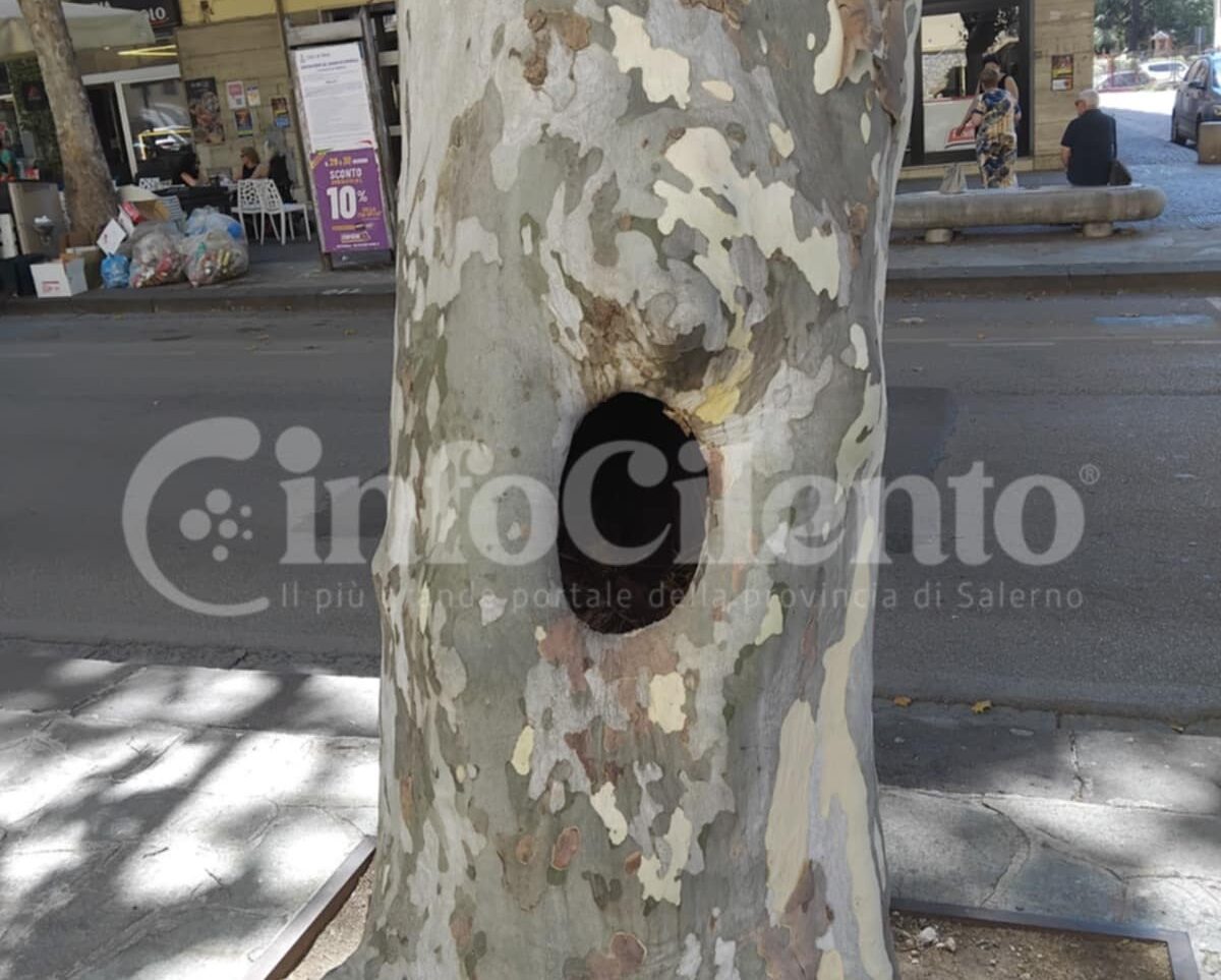 Eboli, albero alto fusto