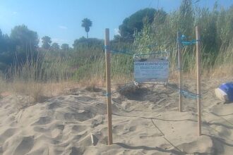 Castellabate, nido caretta caretta