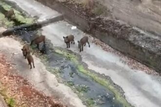 Agropoli, branco cinghiali