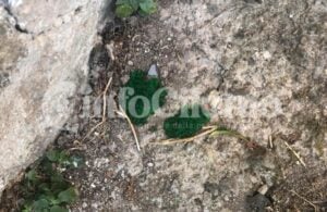 Agropoli, rischio avvelenamento colonia felina
