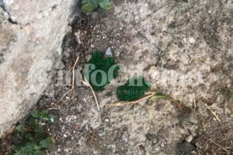 Agropoli, rischio avvelenamento colonia felina