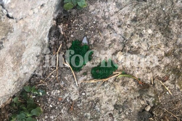 Agropoli, rischio avvelenamento colonia felina