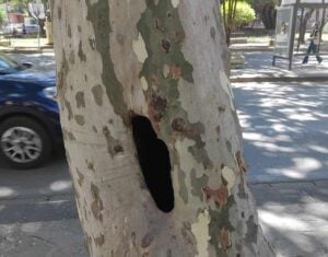 Eboli, albero