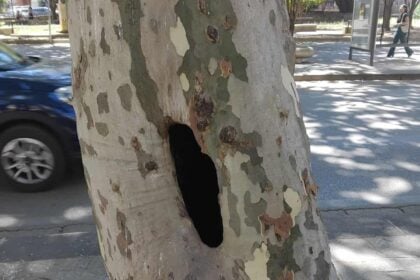 Eboli, albero