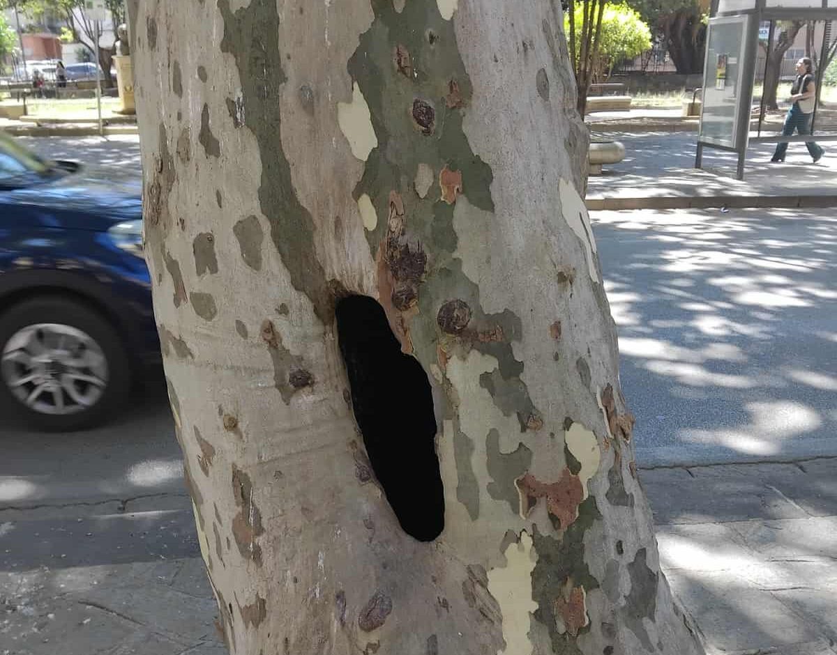 Eboli, albero