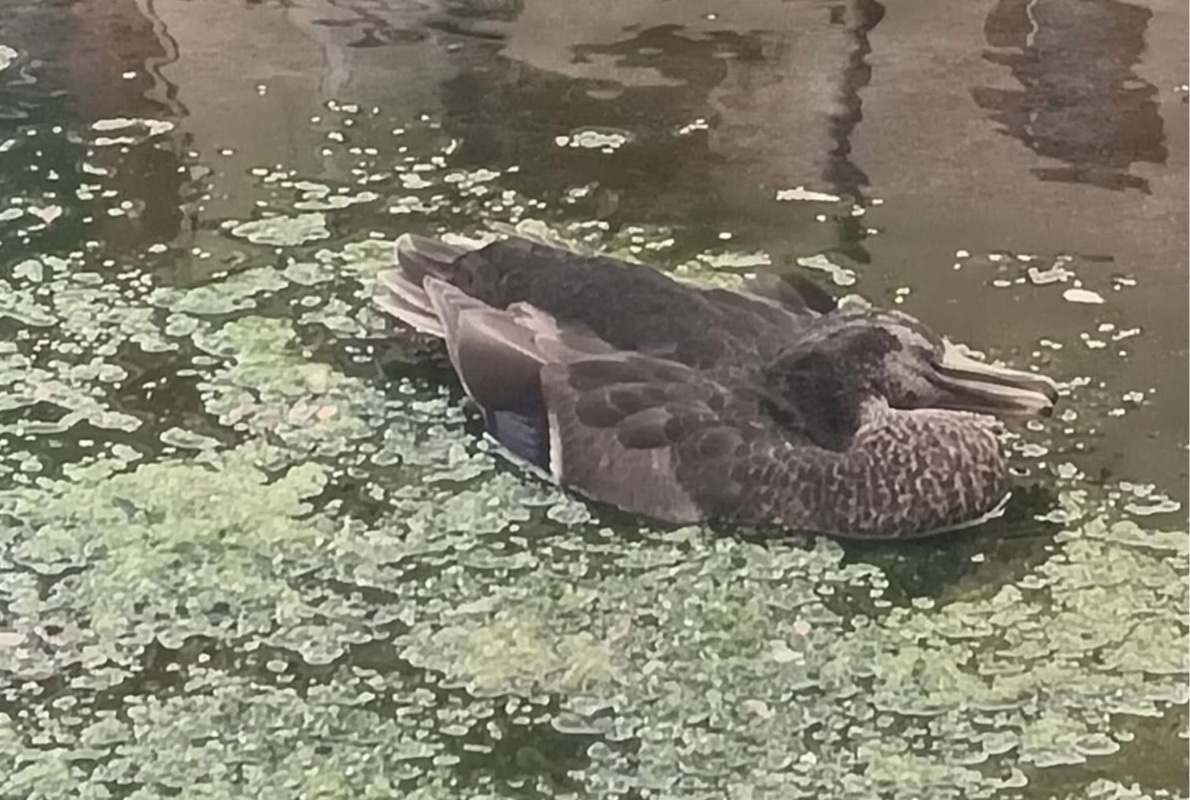 Verasail 2 Pezzi Fagiano Giocattolo Paraurti Per Caccia Retriever Addestramento Cane, Caccia