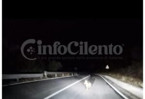 Cucciolo lupo